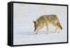 Wyoming, Yellowstone National Park, Coyote Hunting on Snowpack-Elizabeth Boehm-Framed Stretched Canvas