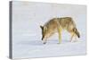 Wyoming, Yellowstone National Park, Coyote Hunting on Snowpack-Elizabeth Boehm-Stretched Canvas