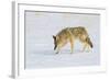 Wyoming, Yellowstone National Park, Coyote Hunting on Snowpack-Elizabeth Boehm-Framed Photographic Print