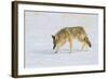 Wyoming, Yellowstone National Park, Coyote Hunting on Snowpack-Elizabeth Boehm-Framed Photographic Print