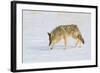 Wyoming, Yellowstone National Park, Coyote Hunting on Snowpack-Elizabeth Boehm-Framed Photographic Print