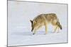 Wyoming, Yellowstone National Park, Coyote Hunting on Snowpack-Elizabeth Boehm-Mounted Photographic Print