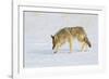 Wyoming, Yellowstone National Park, Coyote Hunting on Snowpack-Elizabeth Boehm-Framed Photographic Print