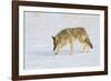 Wyoming, Yellowstone National Park, Coyote Hunting on Snowpack-Elizabeth Boehm-Framed Photographic Print