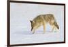 Wyoming, Yellowstone National Park, Coyote Hunting on Snowpack-Elizabeth Boehm-Framed Photographic Print