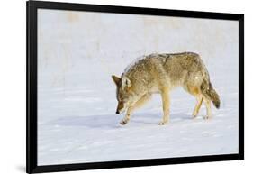 Wyoming, Yellowstone National Park, Coyote Hunting on Snowpack-Elizabeth Boehm-Framed Photographic Print