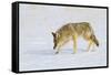 Wyoming, Yellowstone National Park, Coyote Hunting on Snowpack-Elizabeth Boehm-Framed Stretched Canvas