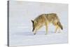 Wyoming, Yellowstone National Park, Coyote Hunting on Snowpack-Elizabeth Boehm-Stretched Canvas