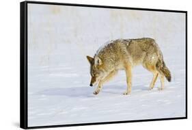 Wyoming, Yellowstone National Park, Coyote Hunting on Snowpack-Elizabeth Boehm-Framed Stretched Canvas