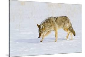 Wyoming, Yellowstone National Park, Coyote Hunting on Snowpack-Elizabeth Boehm-Stretched Canvas