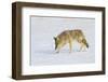 Wyoming, Yellowstone National Park, Coyote Hunting on Snowpack-Elizabeth Boehm-Framed Photographic Print