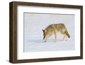 Wyoming, Yellowstone National Park, Coyote Hunting on Snowpack-Elizabeth Boehm-Framed Photographic Print
