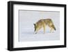 Wyoming, Yellowstone National Park, Coyote Hunting on Snowpack-Elizabeth Boehm-Framed Photographic Print