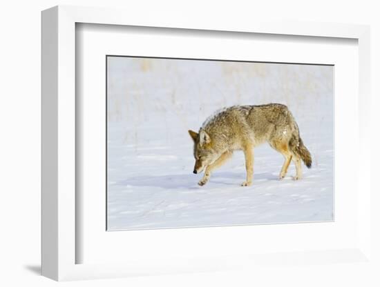 Wyoming, Yellowstone National Park, Coyote Hunting on Snowpack-Elizabeth Boehm-Framed Photographic Print