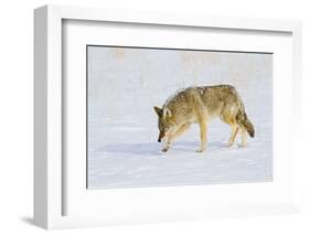 Wyoming, Yellowstone National Park, Coyote Hunting on Snowpack-Elizabeth Boehm-Framed Photographic Print