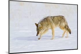 Wyoming, Yellowstone National Park, Coyote Hunting on Snowpack-Elizabeth Boehm-Mounted Photographic Print