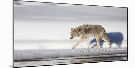 Wyoming, Yellowstone National Park, Coyote Walking Along Madison River-Elizabeth Boehm-Mounted Photographic Print