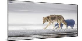 Wyoming, Yellowstone National Park, Coyote Walking Along Madison River-Elizabeth Boehm-Mounted Photographic Print