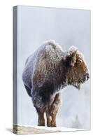 Wyoming, Yellowstone National Park, Frost Covered Bison Cow in Geyser Basin-Elizabeth Boehm-Stretched Canvas