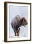 Wyoming, Yellowstone National Park, Frost Covered Bison Cow in Geyser Basin-Elizabeth Boehm-Framed Photographic Print