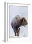 Wyoming, Yellowstone National Park, Frost Covered Bison Cow in Geyser Basin-Elizabeth Boehm-Framed Photographic Print