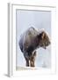 Wyoming, Yellowstone National Park, Frost Covered Bison Cow in Geyser Basin-Elizabeth Boehm-Framed Photographic Print