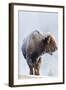 Wyoming, Yellowstone National Park, Frost Covered Bison Cow in Geyser Basin-Elizabeth Boehm-Framed Photographic Print