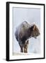 Wyoming, Yellowstone National Park, Frost Covered Bison Cow in Geyser Basin-Elizabeth Boehm-Framed Photographic Print