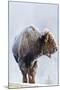 Wyoming, Yellowstone National Park, Frost Covered Bison Cow in Geyser Basin-Elizabeth Boehm-Mounted Photographic Print