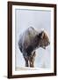 Wyoming, Yellowstone National Park, Frost Covered Bison Cow in Geyser Basin-Elizabeth Boehm-Framed Photographic Print