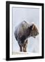 Wyoming, Yellowstone National Park, Frost Covered Bison Cow in Geyser Basin-Elizabeth Boehm-Framed Photographic Print