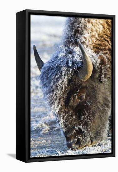 Wyoming, Yellowstone National Park, Frost Covered Bison Cow in Geyser Basin-Elizabeth Boehm-Framed Stretched Canvas