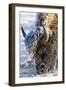 Wyoming, Yellowstone National Park, Frost Covered Bison Cow in Geyser Basin-Elizabeth Boehm-Framed Photographic Print