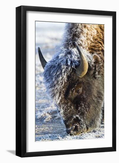 Wyoming, Yellowstone National Park, Frost Covered Bison Cow in Geyser Basin-Elizabeth Boehm-Framed Photographic Print