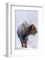 Wyoming, Yellowstone National Park, Frost Covered Bison Cow in Geyser Basin-Elizabeth Boehm-Framed Photographic Print