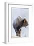 Wyoming, Yellowstone National Park, Frost Covered Bison Cow in Geyser Basin-Elizabeth Boehm-Framed Photographic Print