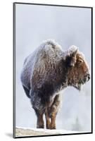 Wyoming, Yellowstone National Park, Frost Covered Bison Cow in Geyser Basin-Elizabeth Boehm-Mounted Photographic Print