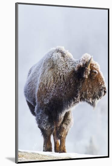 Wyoming, Yellowstone National Park, Frost Covered Bison Cow in Geyser Basin-Elizabeth Boehm-Mounted Photographic Print