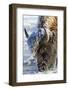 Wyoming, Yellowstone National Park, Frost Covered Bison Cow in Geyser Basin-Elizabeth Boehm-Framed Photographic Print