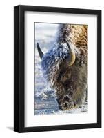 Wyoming, Yellowstone National Park, Frost Covered Bison Cow in Geyser Basin-Elizabeth Boehm-Framed Photographic Print