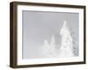 Wyoming, Yellowstone National Park, Frosted Lodgepole Pine Trees in Winter-Elizabeth Boehm-Framed Premium Photographic Print