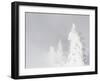 Wyoming, Yellowstone National Park, Frosted Lodgepole Pine Trees in Winter-Elizabeth Boehm-Framed Premium Photographic Print