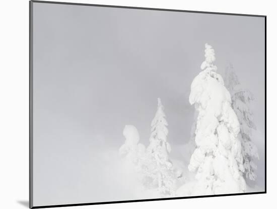 Wyoming, Yellowstone National Park, Frosted Lodgepole Pine Trees in Winter-Elizabeth Boehm-Mounted Premium Photographic Print