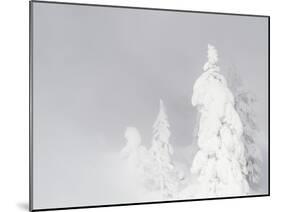 Wyoming, Yellowstone National Park, Frosted Lodgepole Pine Trees in Winter-Elizabeth Boehm-Mounted Premium Photographic Print