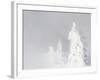 Wyoming, Yellowstone National Park, Frosted Lodgepole Pine Trees in Winter-Elizabeth Boehm-Framed Photographic Print