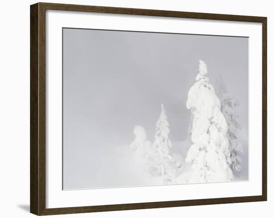 Wyoming, Yellowstone National Park, Frosted Lodgepole Pine Trees in Winter-Elizabeth Boehm-Framed Photographic Print