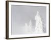 Wyoming, Yellowstone National Park, Frosted Lodgepole Pine Trees in Winter-Elizabeth Boehm-Framed Photographic Print