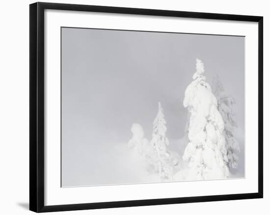 Wyoming, Yellowstone National Park, Frosted Lodgepole Pine Trees in Winter-Elizabeth Boehm-Framed Photographic Print