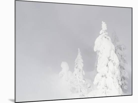 Wyoming, Yellowstone National Park, Frosted Lodgepole Pine Trees in Winter-Elizabeth Boehm-Mounted Photographic Print