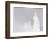 Wyoming, Yellowstone National Park, Frosted Lodgepole Pine Trees in Winter-Elizabeth Boehm-Framed Photographic Print